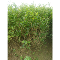 地栽散苗4-6年苗