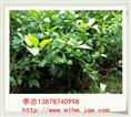 广西茉莉花苗 