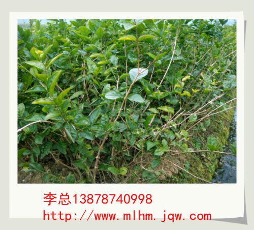 广西茉莉花苗 