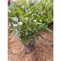 茉莉花营养杯苗