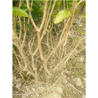 地栽散苗4-6年苗