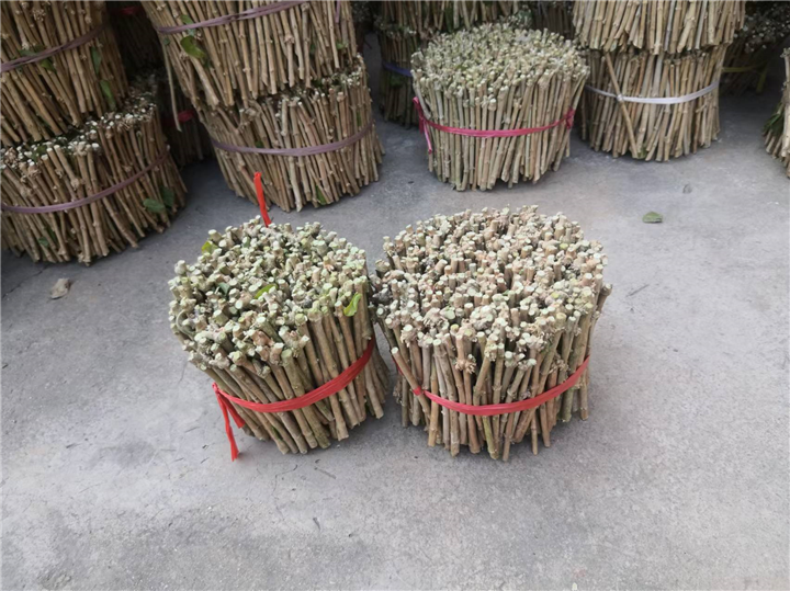 茉莉花苗枝条不开花的原因