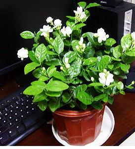 茉莉花怎样盆栽和管理 