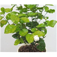 茉莉花盆栽苗形态特征 