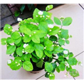 广西单瓣茉莉花苗 