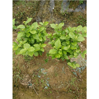 茉莉花窝苗