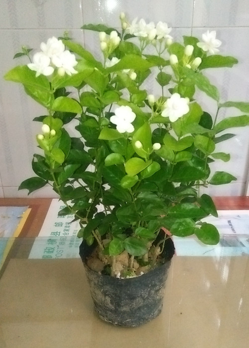 茉莉花营养杯苗 