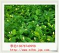 广西茉莉花苗 