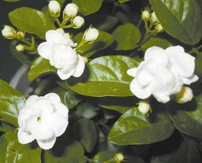 广西茉莉花采摘后预冷 