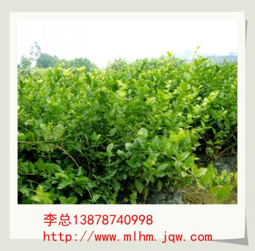 广西茉莉花苗 