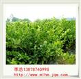 广西茉莉花苗 