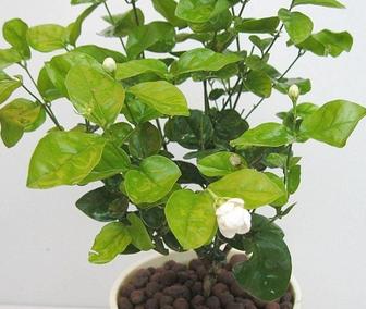 茉莉花盆栽苗形态特征 