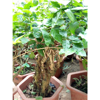 茉莉花苗,10年以上盆景苗 