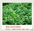 广西茉莉花苗 
