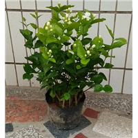 成品带花苗 