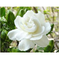 茉莉花繁殖方法 