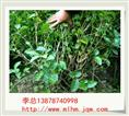 广西茉莉花苗 