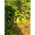 茉莉花苗3年苗