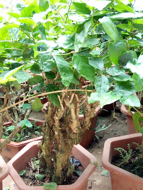 茉莉花苗,10年以上盆景苗 