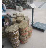 广西茉莉枝条