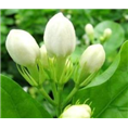 使茉莉多开花的方法 