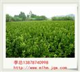 广西茉莉花苗 