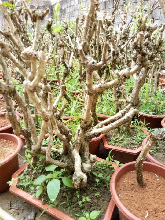 茉莉花苗,10年以上盆景苗