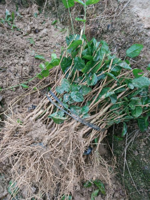 地栽散苗3年苗