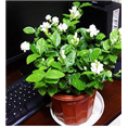 茉莉花怎样盆栽和管理 