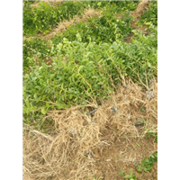地栽散苗2年苗