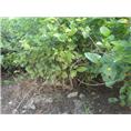 茉莉花苗 5-10年盆景苗