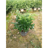 茉莉花营养杯苗 