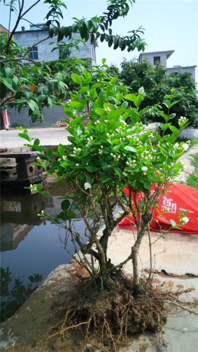 茉莉花苗 5-10年苗 
