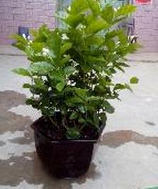 茉莉花苗植物属性 