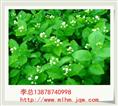 广西茉莉花苗 