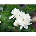 广西茉莉花干的窨制 