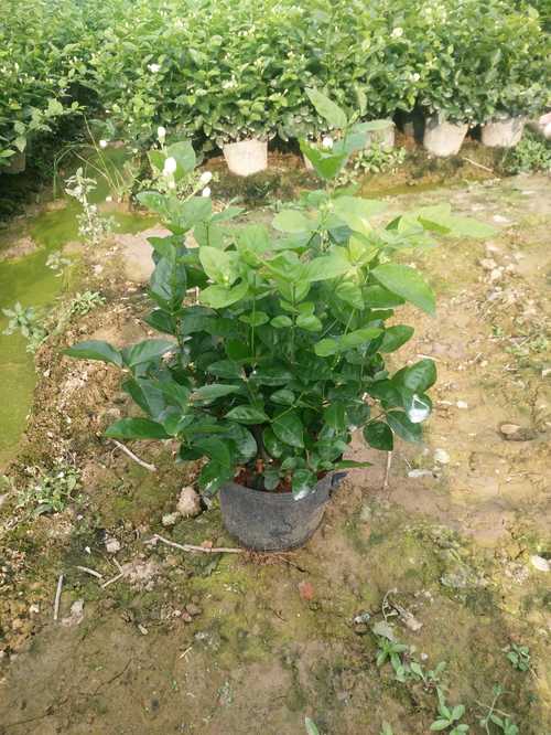 茉莉花营养杯苗 