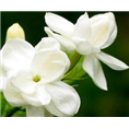 茉莉花干如何保存 