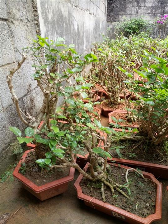 茉莉花苗,10年以上盆景苗 