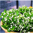 盆栽茉莉花 