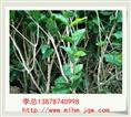 广西茉莉花苗 