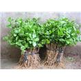 【茉莉花苗批发】茉莉花盆栽苗的土壤选择 