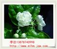 广西茉莉花苗 