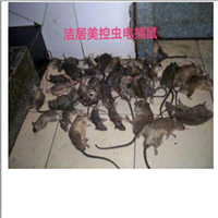 常州灭鼠