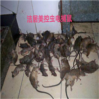 常州灭鼠