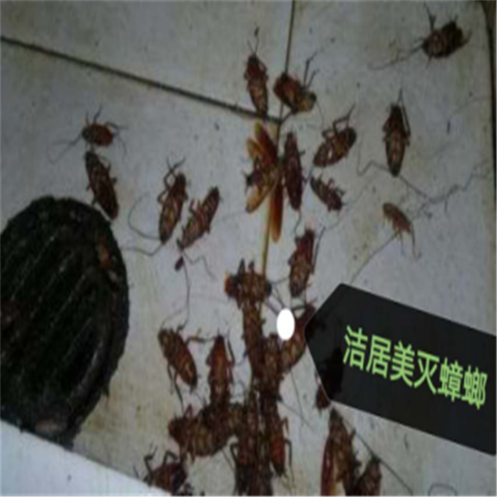 常州灭蟑螂
