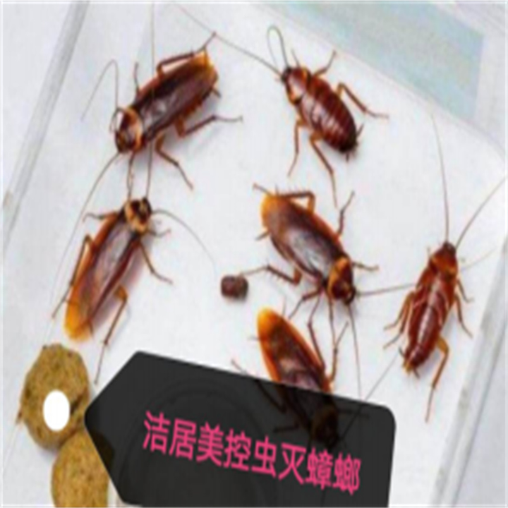 常州灭蟑螂