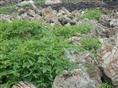 长白山松花石毛石|大山松花石 13998715509 