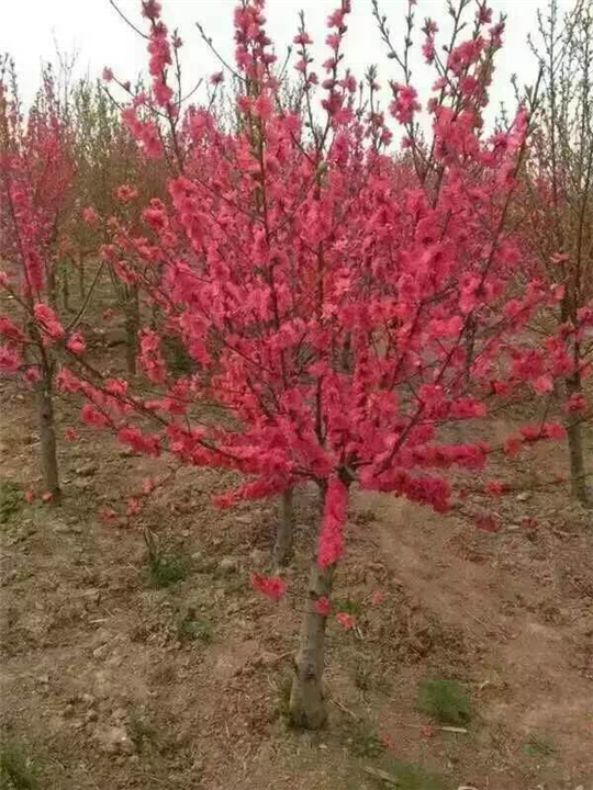 广西挑花树销售/大量出售挑花树