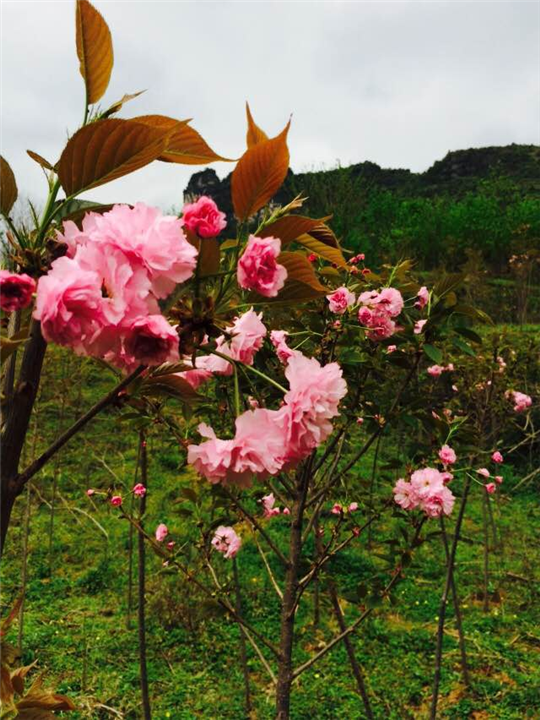 广西大量出售樱花苗/樱花苗出售